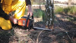 Best Lot and Land Clearing  in Westlake Corner, VA