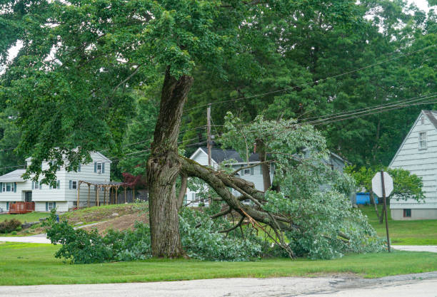 Best Tree Removal  in Westlake Corner, VA